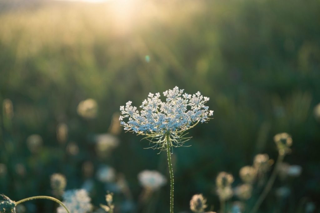 fleur blanche rayon lumière nature