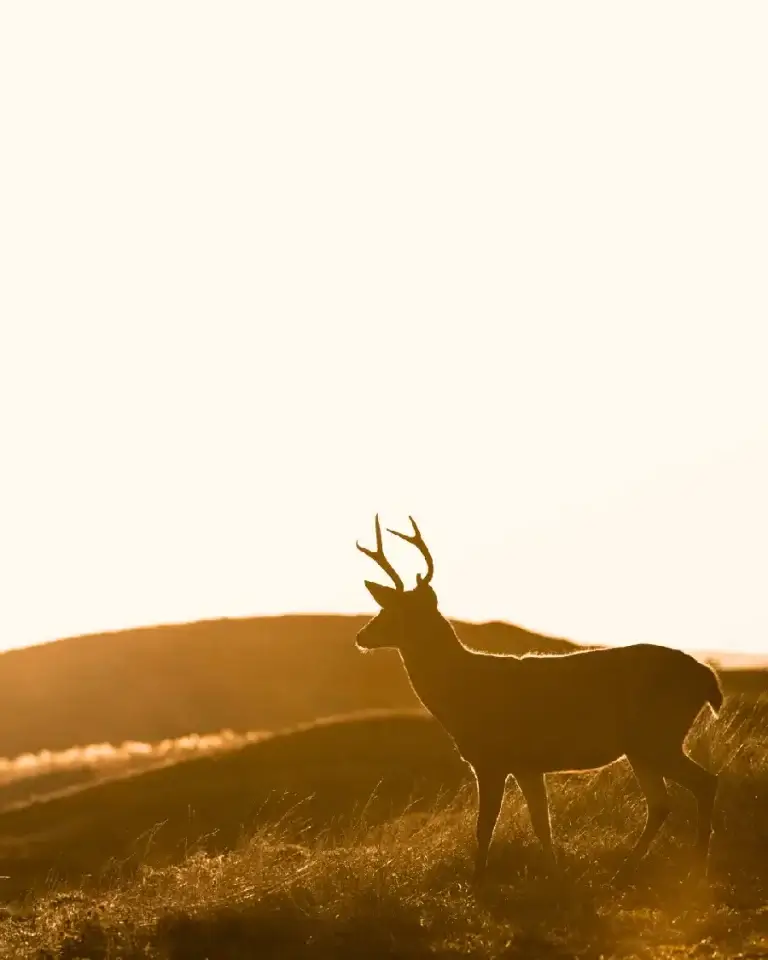 Cerf sybolisant la reprise de son pouvoir personnel